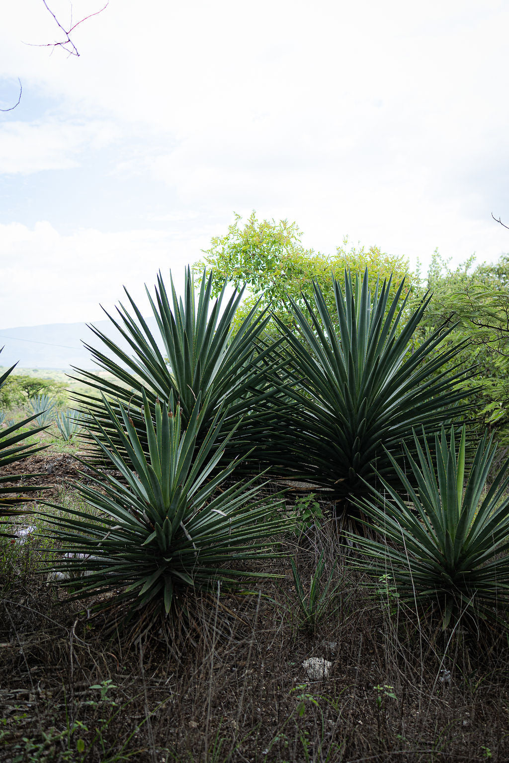 We Love the Barril Agave & you should too: A Gem in the Karwinskii Family