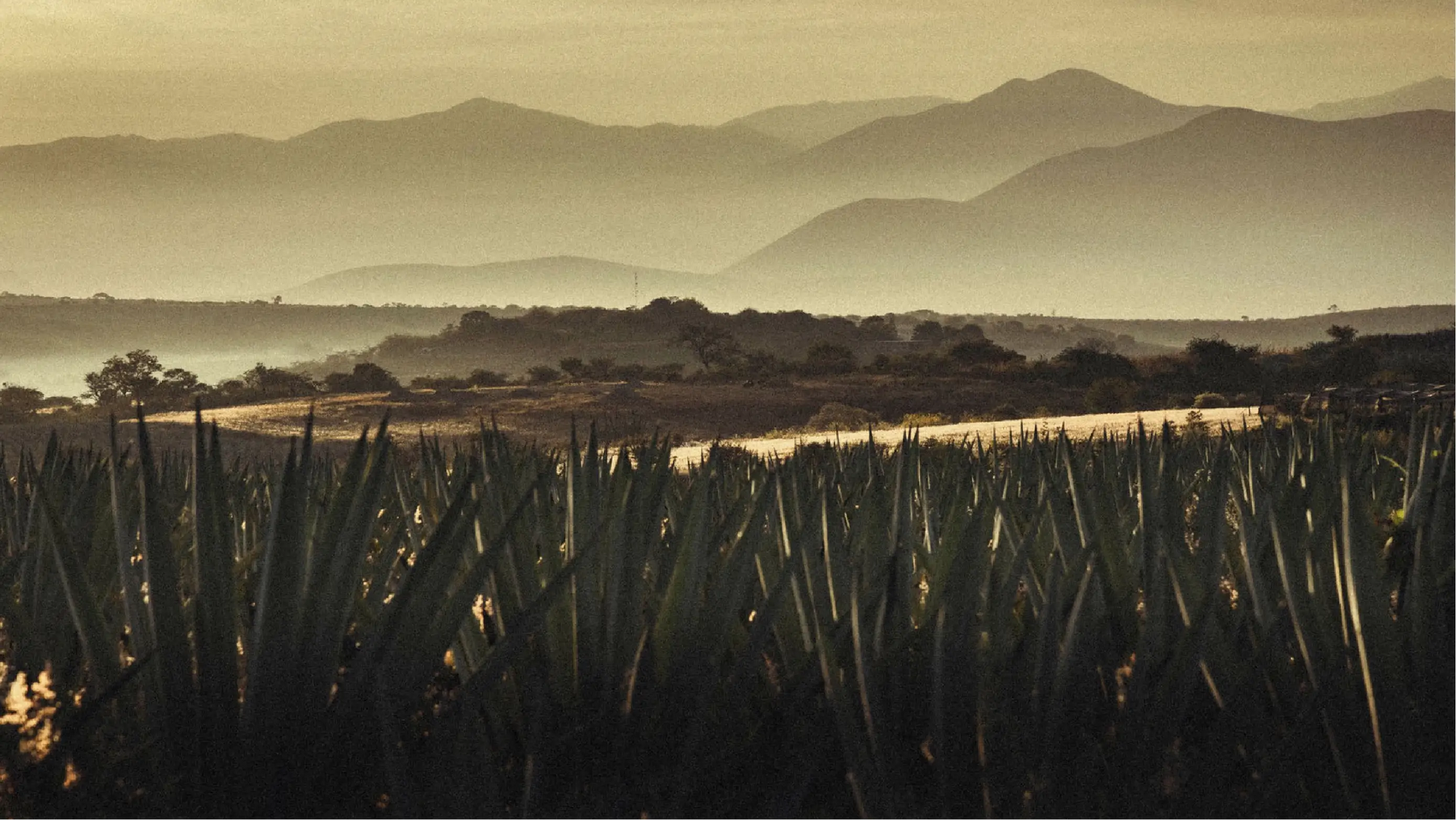 Agave fields in Oaxaca at dusk with golden light and misty mountains in the background, showcasing the origin of Paquera Mezcal