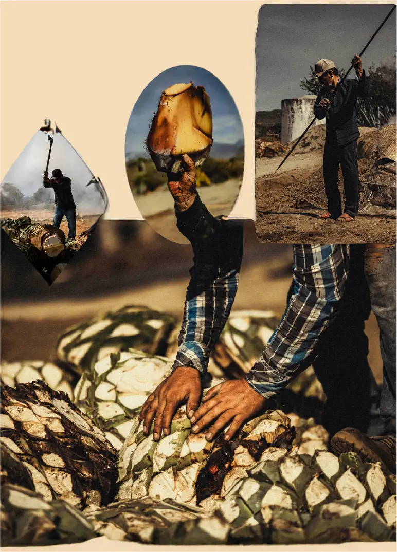 Collage of mezcal production in Oaxaca, showing jimadores harvesting agave, roasting piñas, distilling, and the hands-on process of artisanal mezcal making.