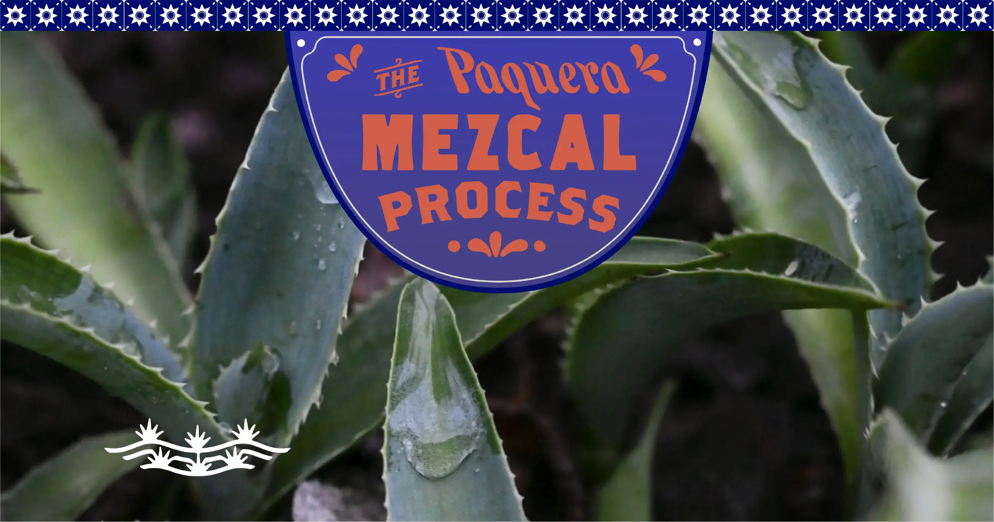 A close-up of agave plants with water droplets on their leaves, symbolizing the raw ingredient for mezcal production. Overlaid is a decorative blue and orange sign that reads 'The Paquera Mezcal Process,' styled with traditional Mexican design elements, emphasizing the artisanal craft of mezcal making.