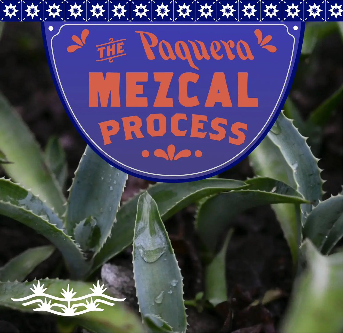 A close-up of agave plants with water droplets on their leaves, symbolizing the raw ingredient for mezcal production. Overlaid is a decorative blue and orange sign that reads 'The Paquera Mezcal Process,' styled with traditional Mexican design elements, emphasizing the artisanal craft of mezcal making.