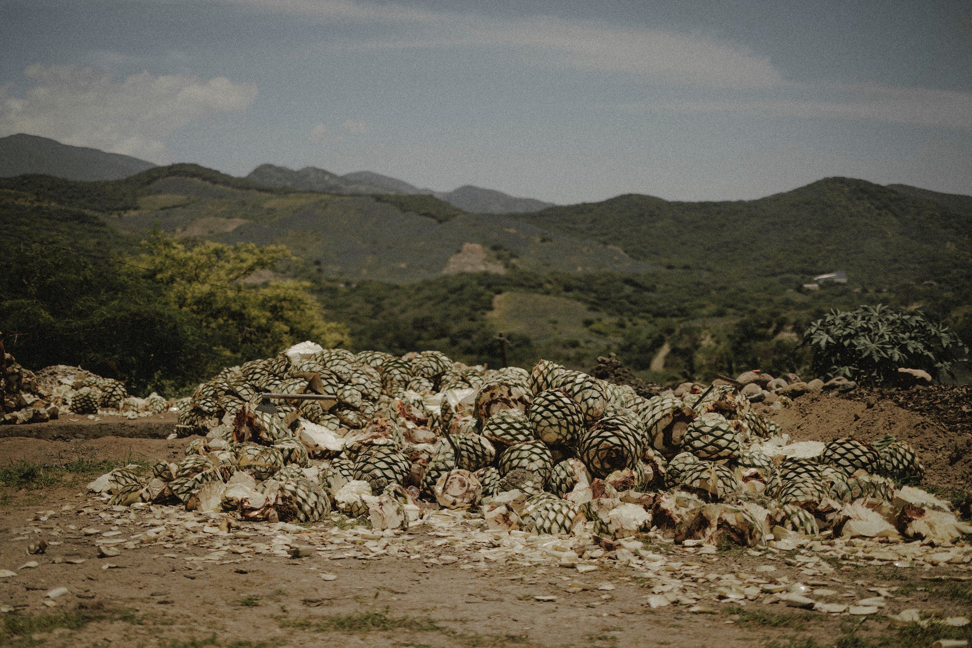 The Parallels Between Mezcal and Fine Wine